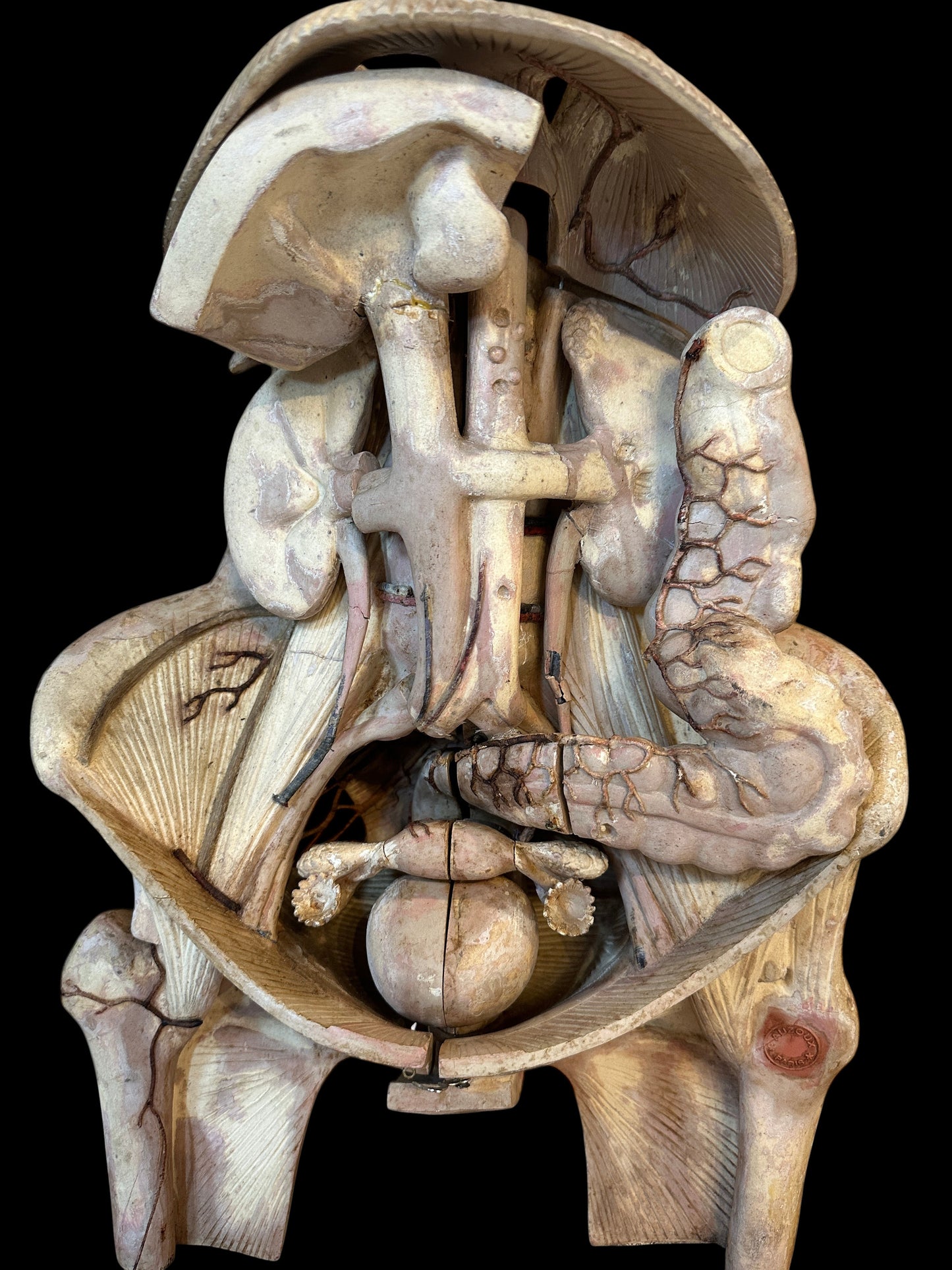 Torso Anatomical Model by Dr. Louis Thomas Jérôme Auzoux (1797-1880)