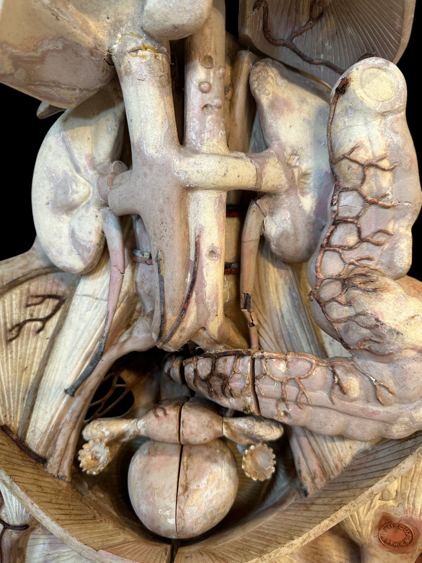 Torso Anatomical Model by Dr. Louis Thomas Jérôme Auzoux (1797-1880)