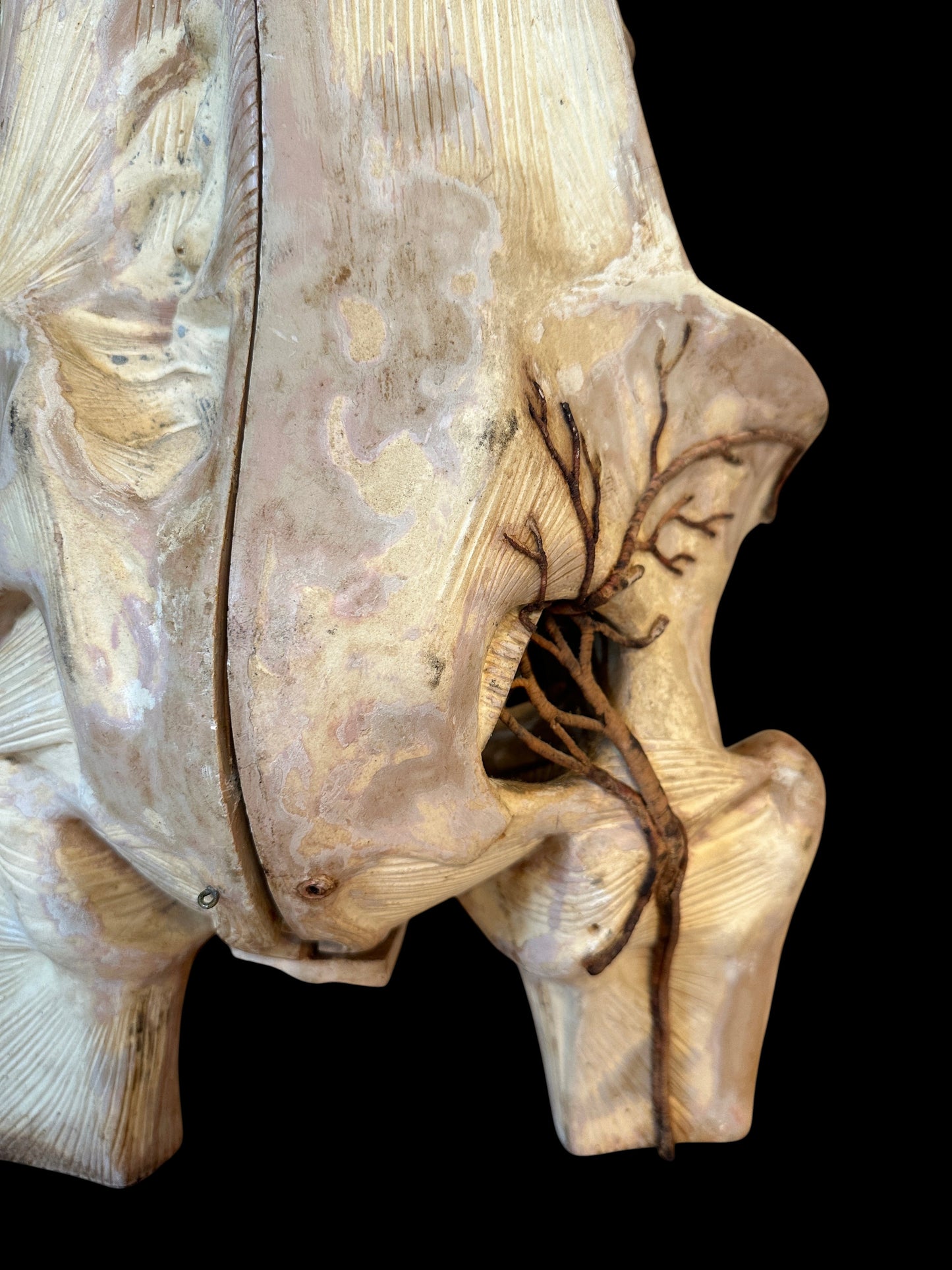 Torso Anatomical Model by Dr. Louis Thomas Jérôme Auzoux (1797-1880)