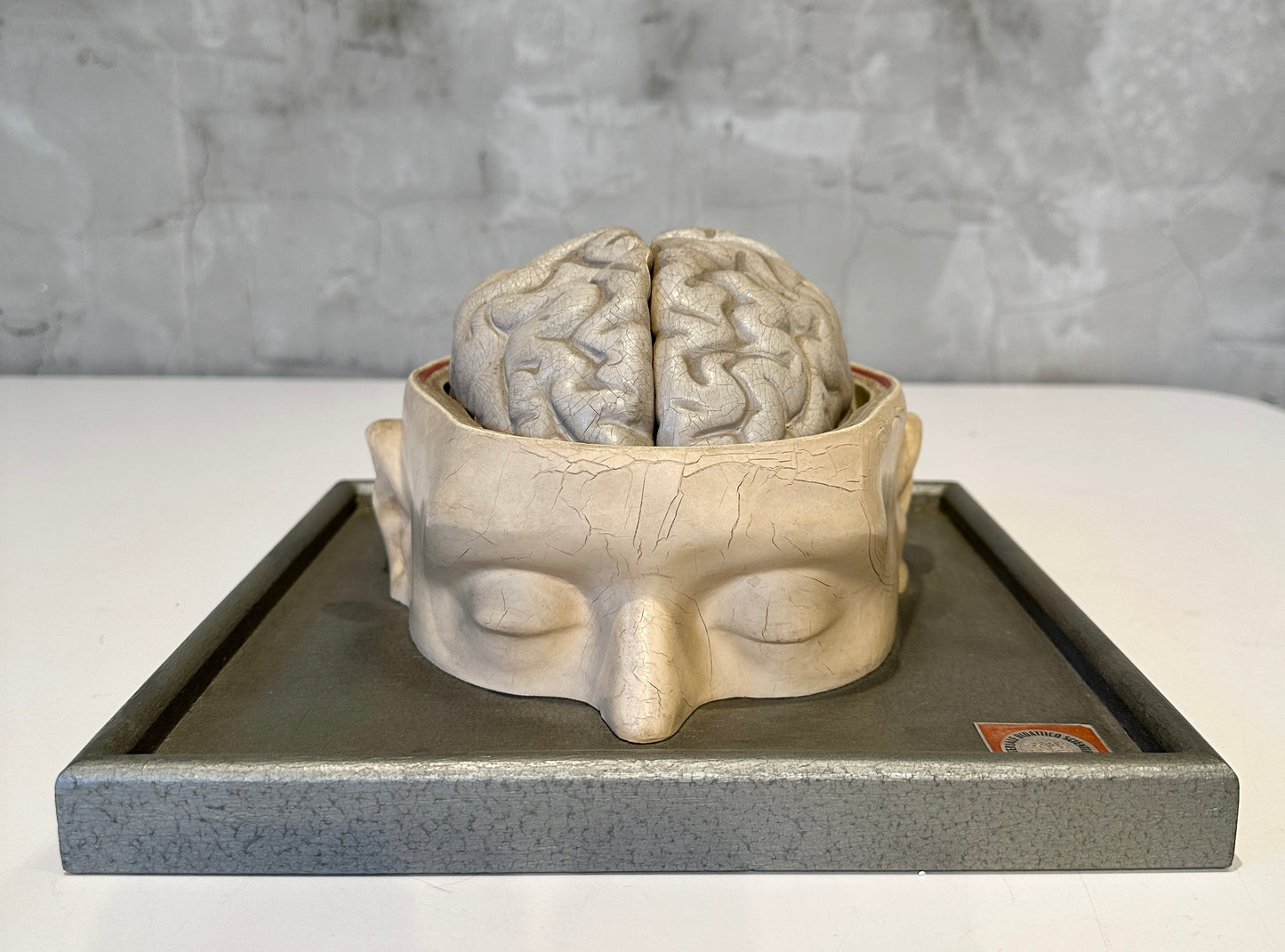 Italian  PARAVIA Vintage  Anatomical Head Circa 1930s