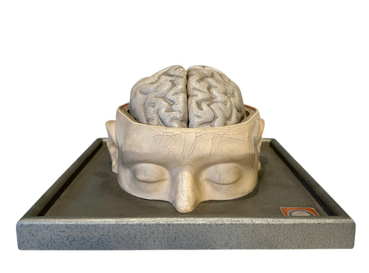Italian  PARAVIA Vintage  Anatomical Head Circa 1930s