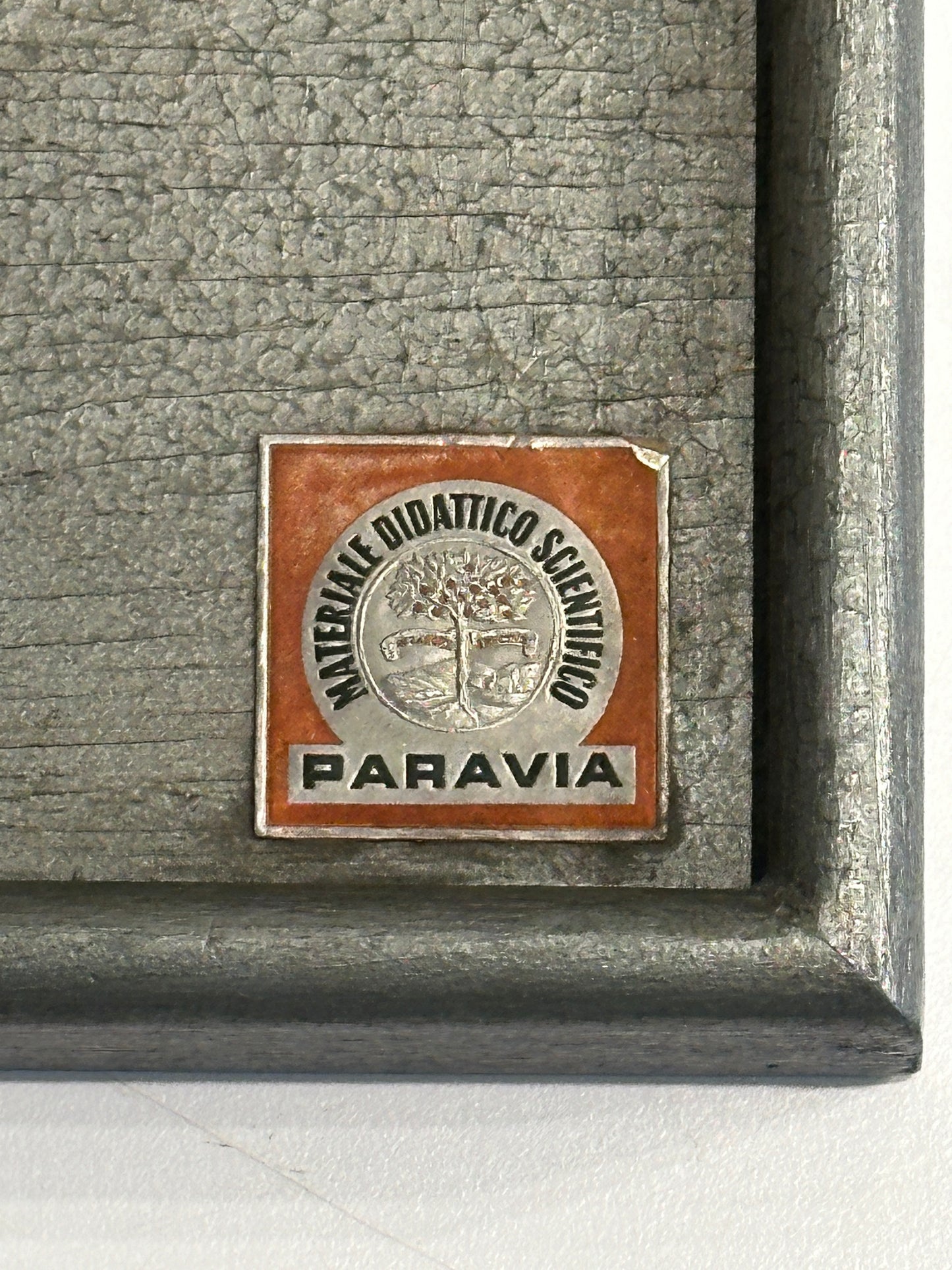 Italian  PARAVIA Vintage  Anatomical Head Circa 1930s