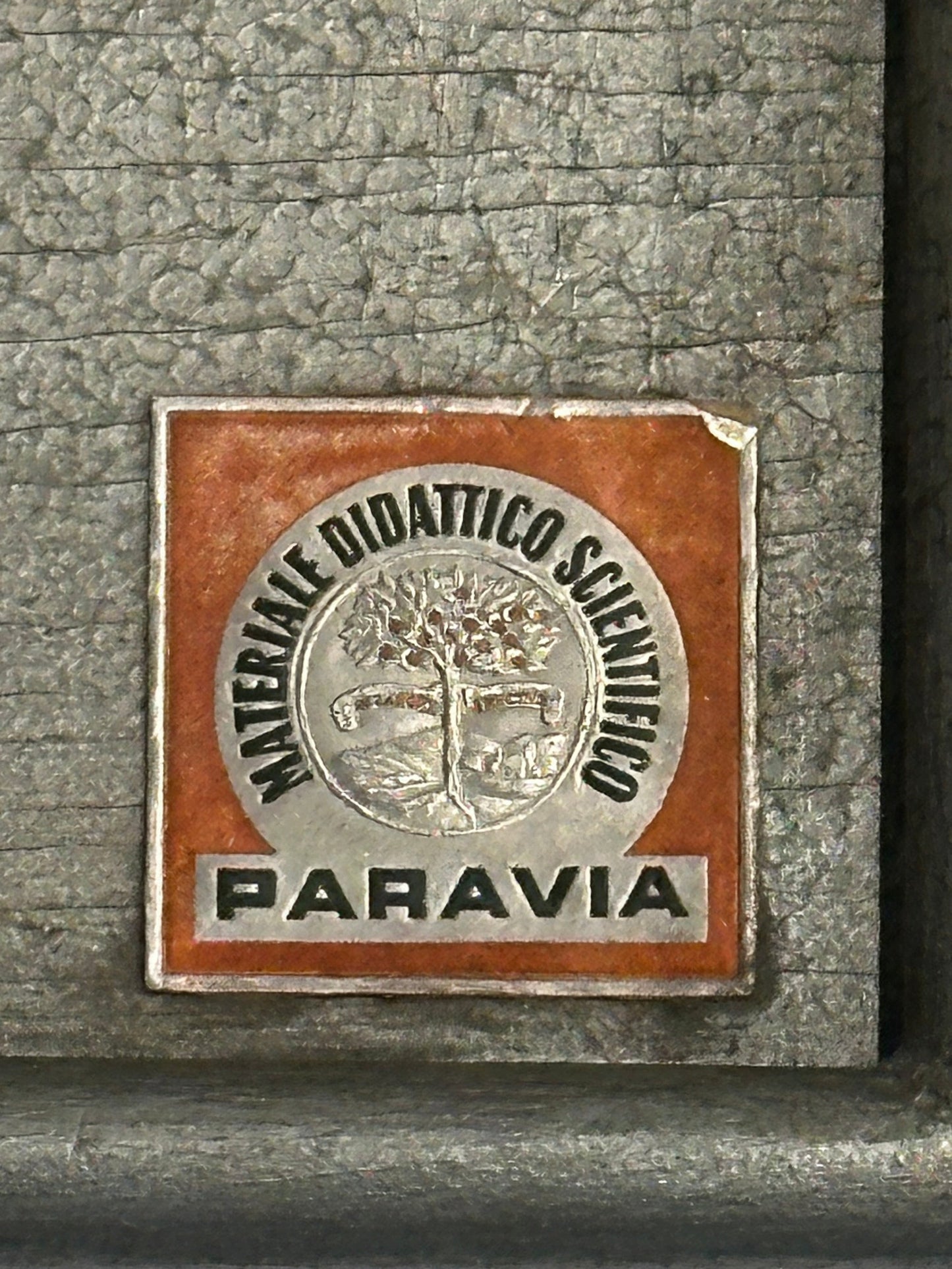 Italian  PARAVIA Vintage  Anatomical Head Circa 1930s
