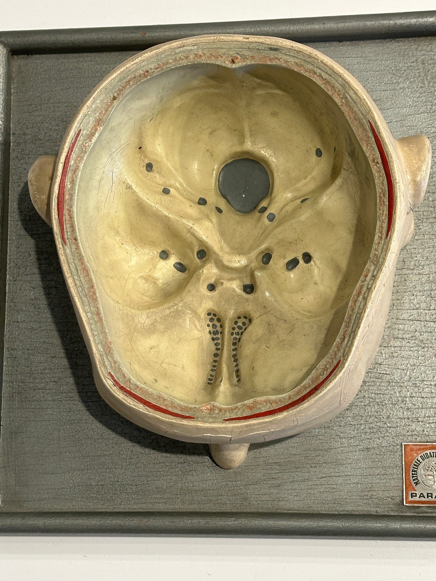 Italian  PARAVIA Vintage  Anatomical Head Circa 1930s