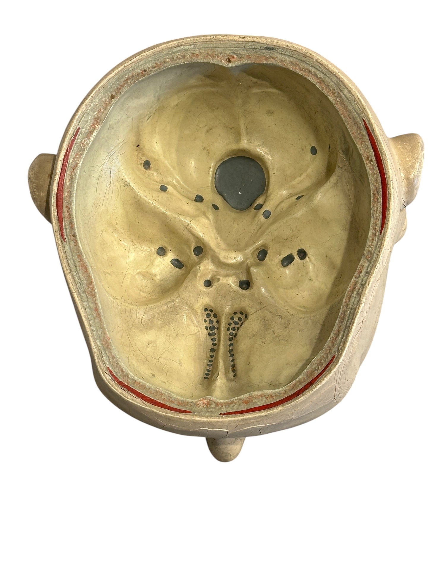 Italian  PARAVIA Vintage  Anatomical Head Circa 1930s