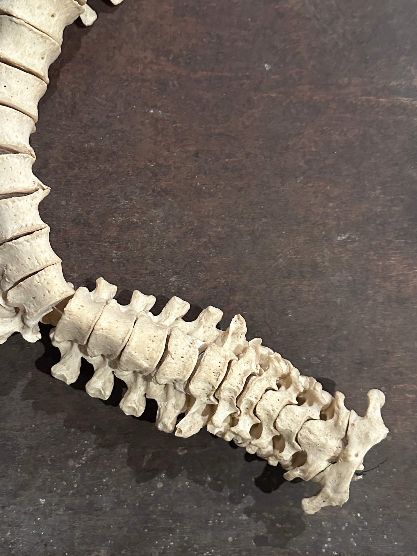 Human Vertabrae Column with Sacrum