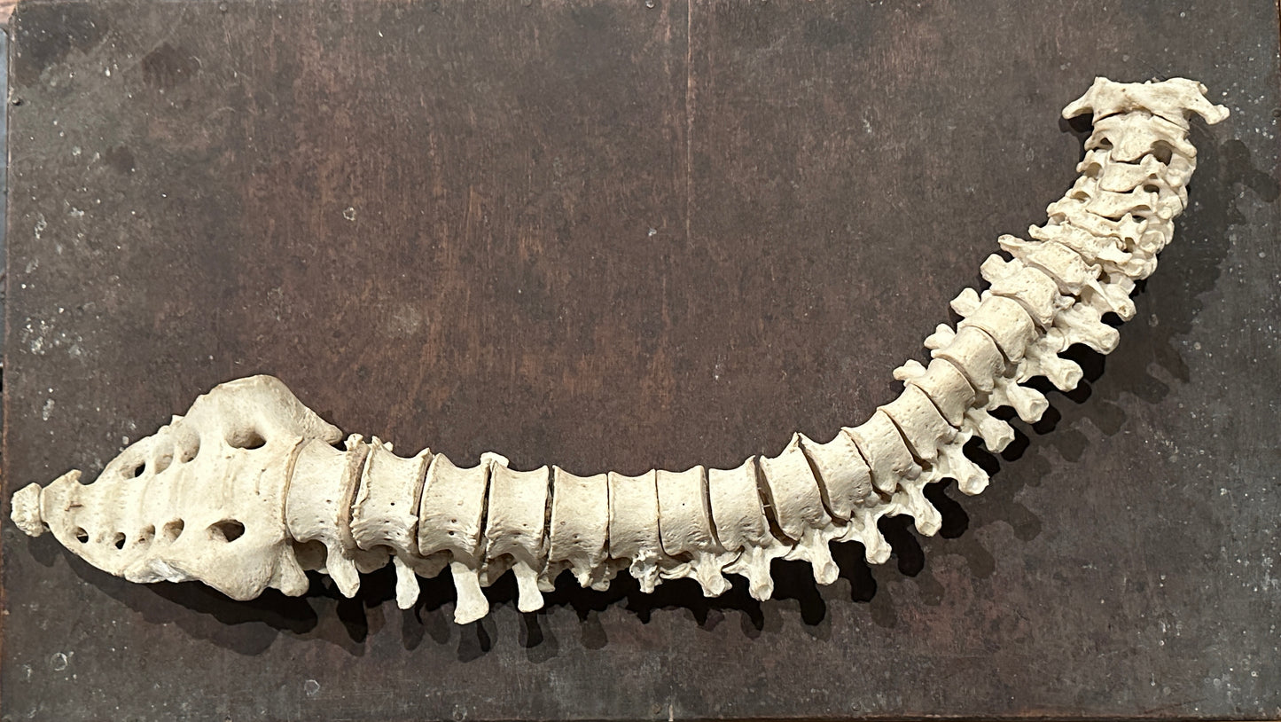 Human Vertabrae Column with Sacrum