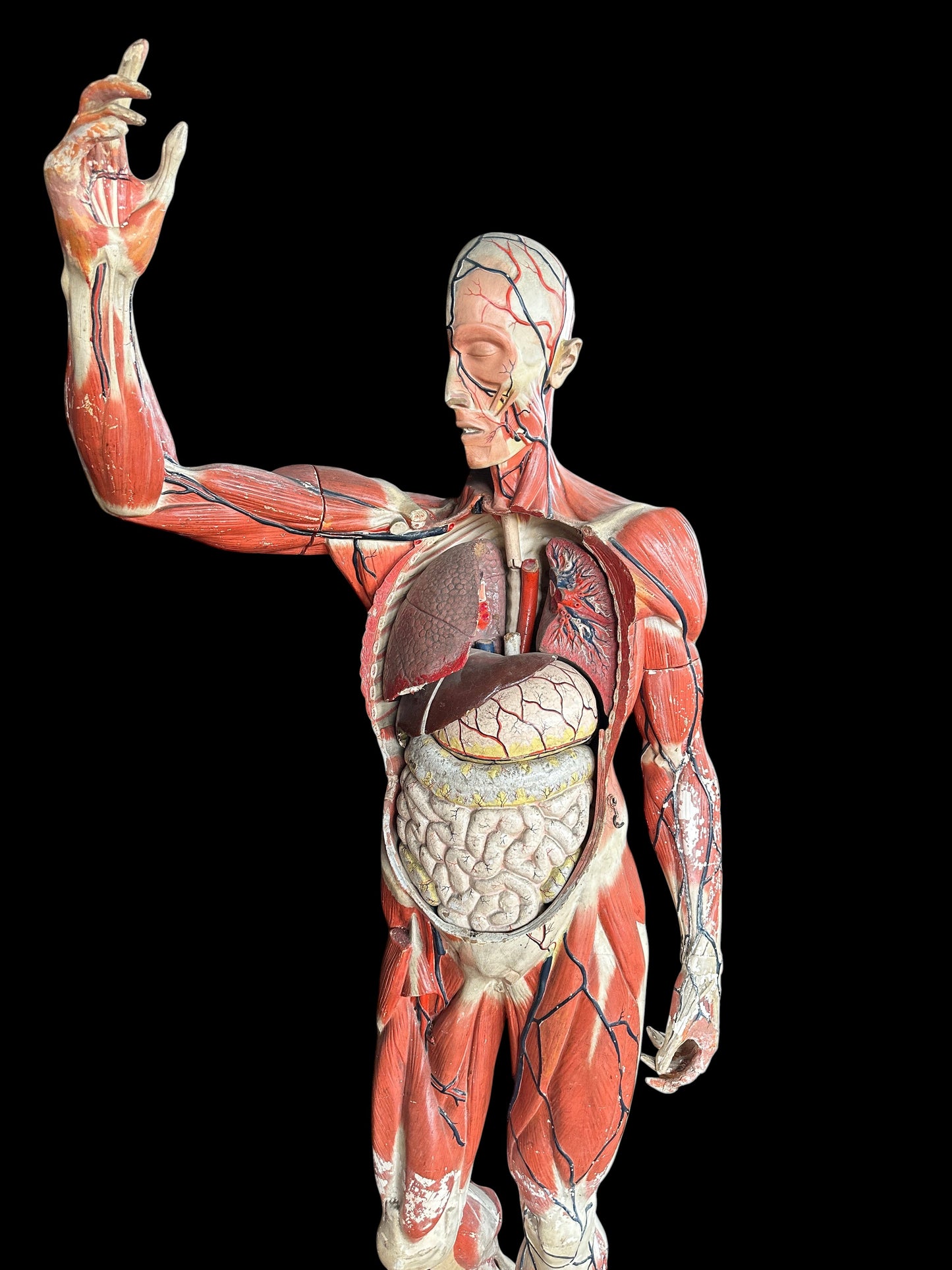 Life Size Anatomical Medical Model