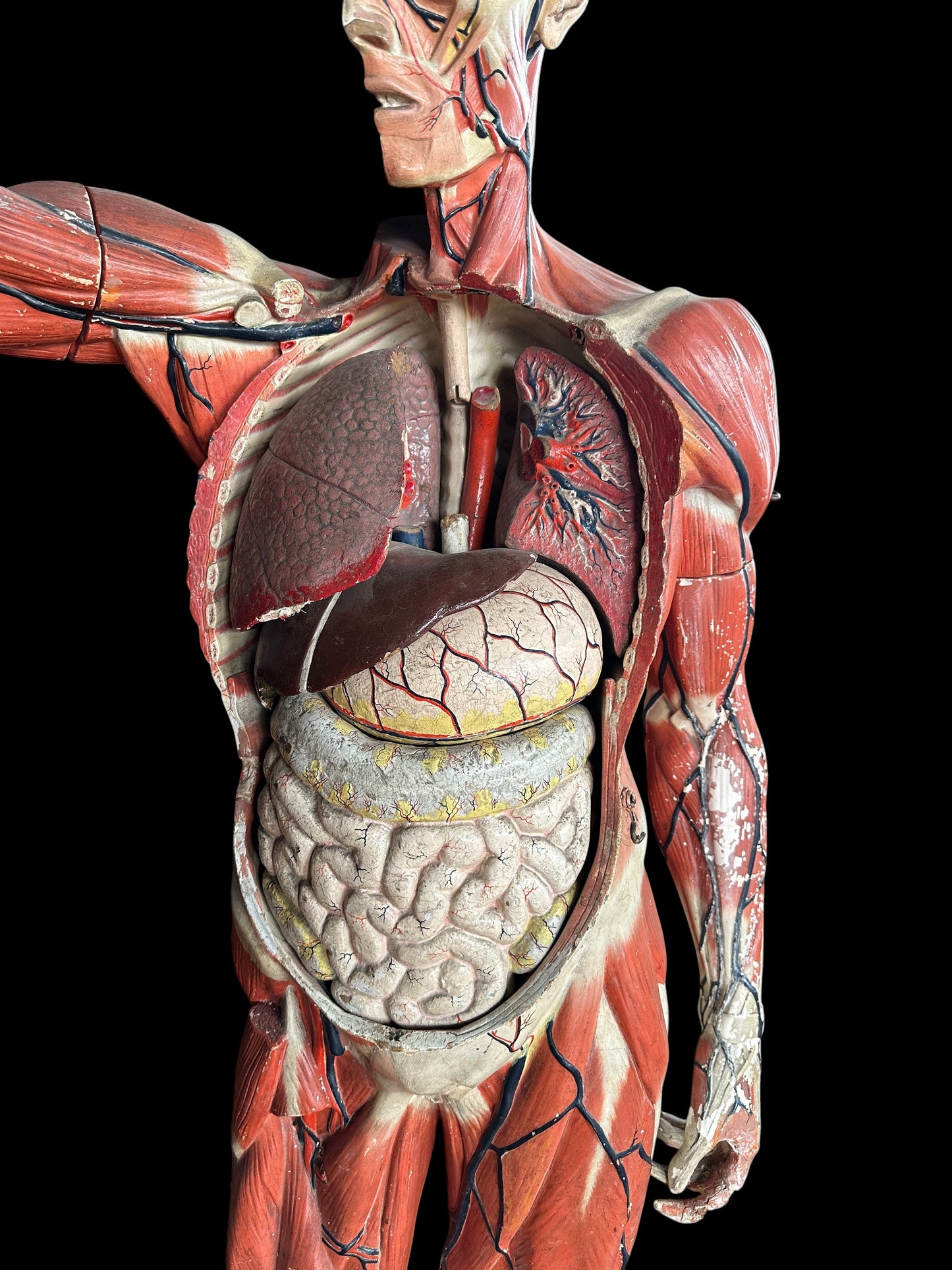 Life Size Anatomical Medical Model