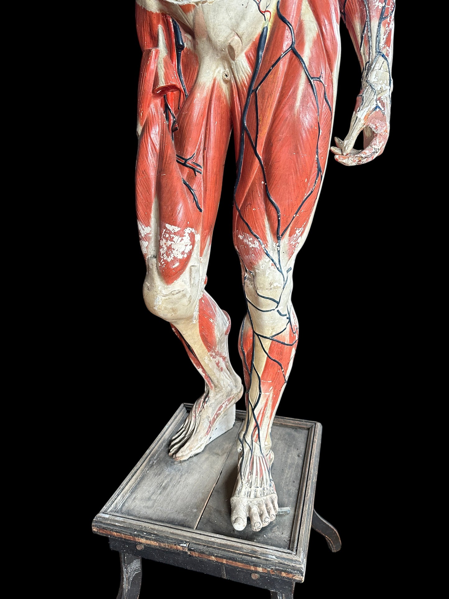 Life Size Anatomical Medical Model