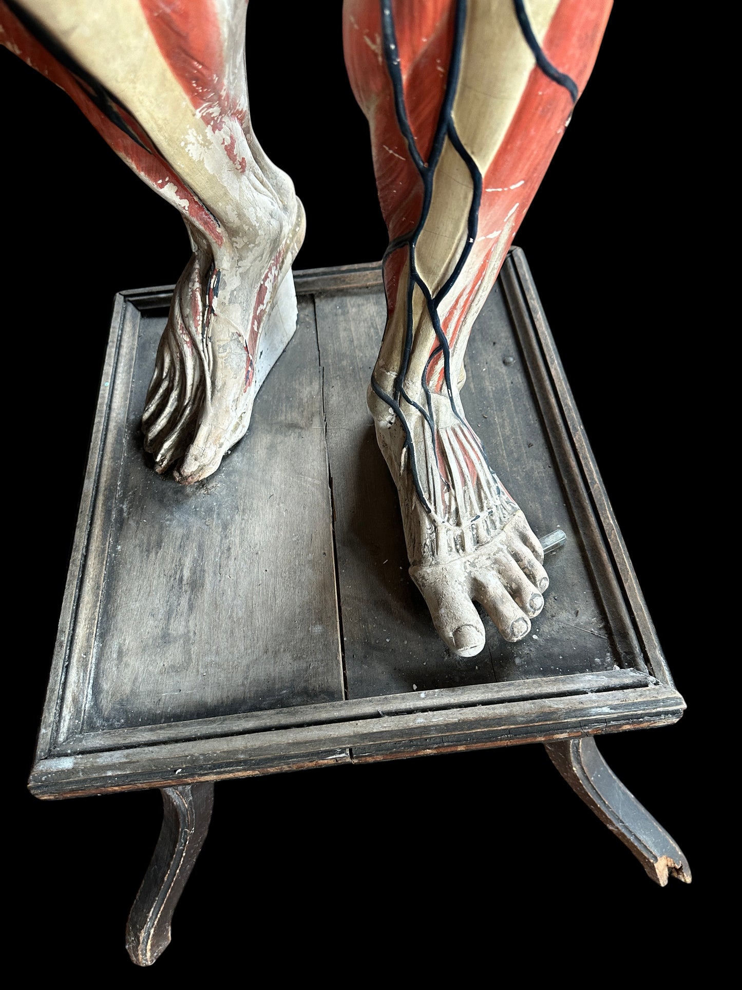 Life Size Anatomical Medical Model