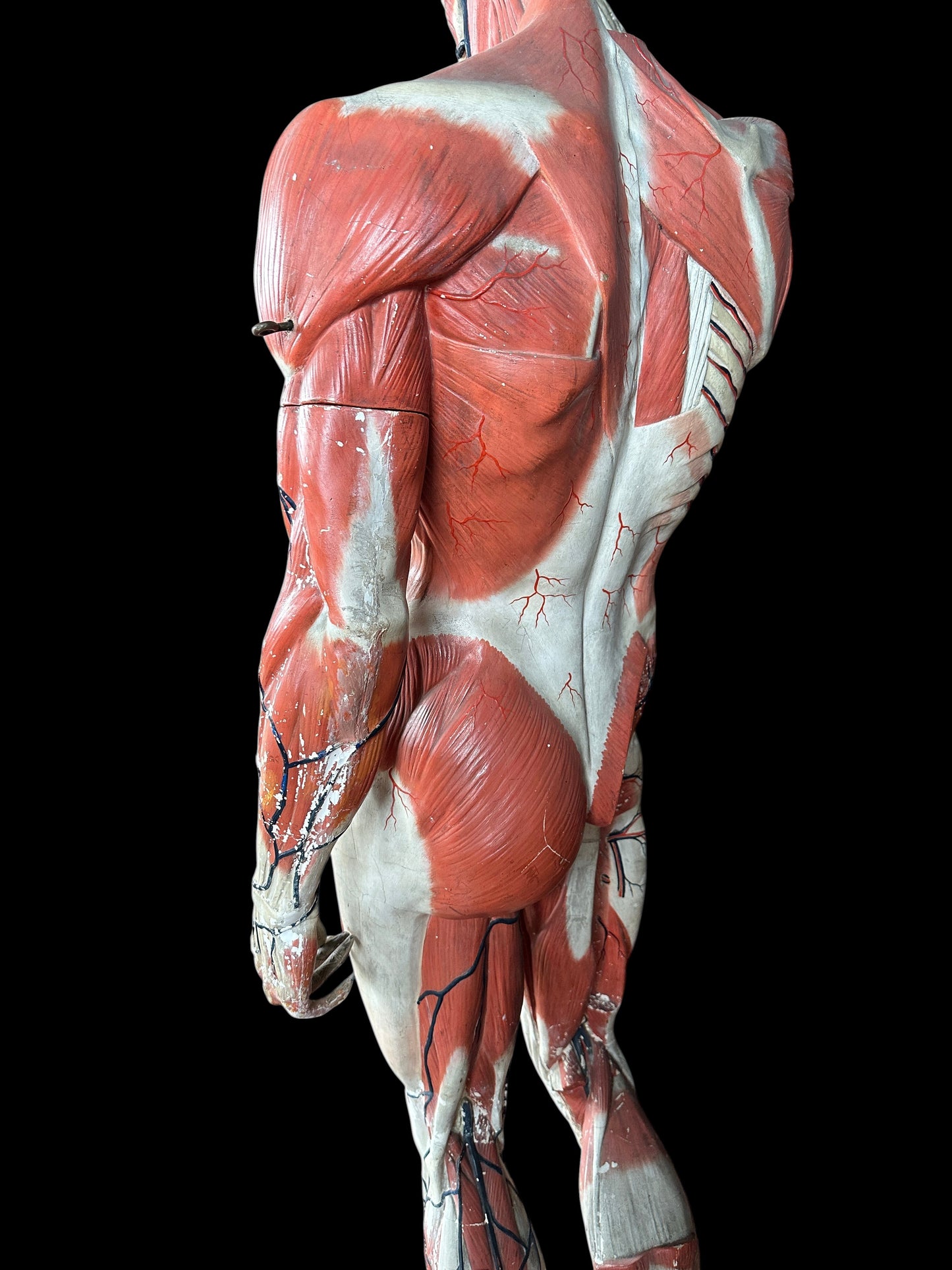 Life Size Anatomical Medical Model