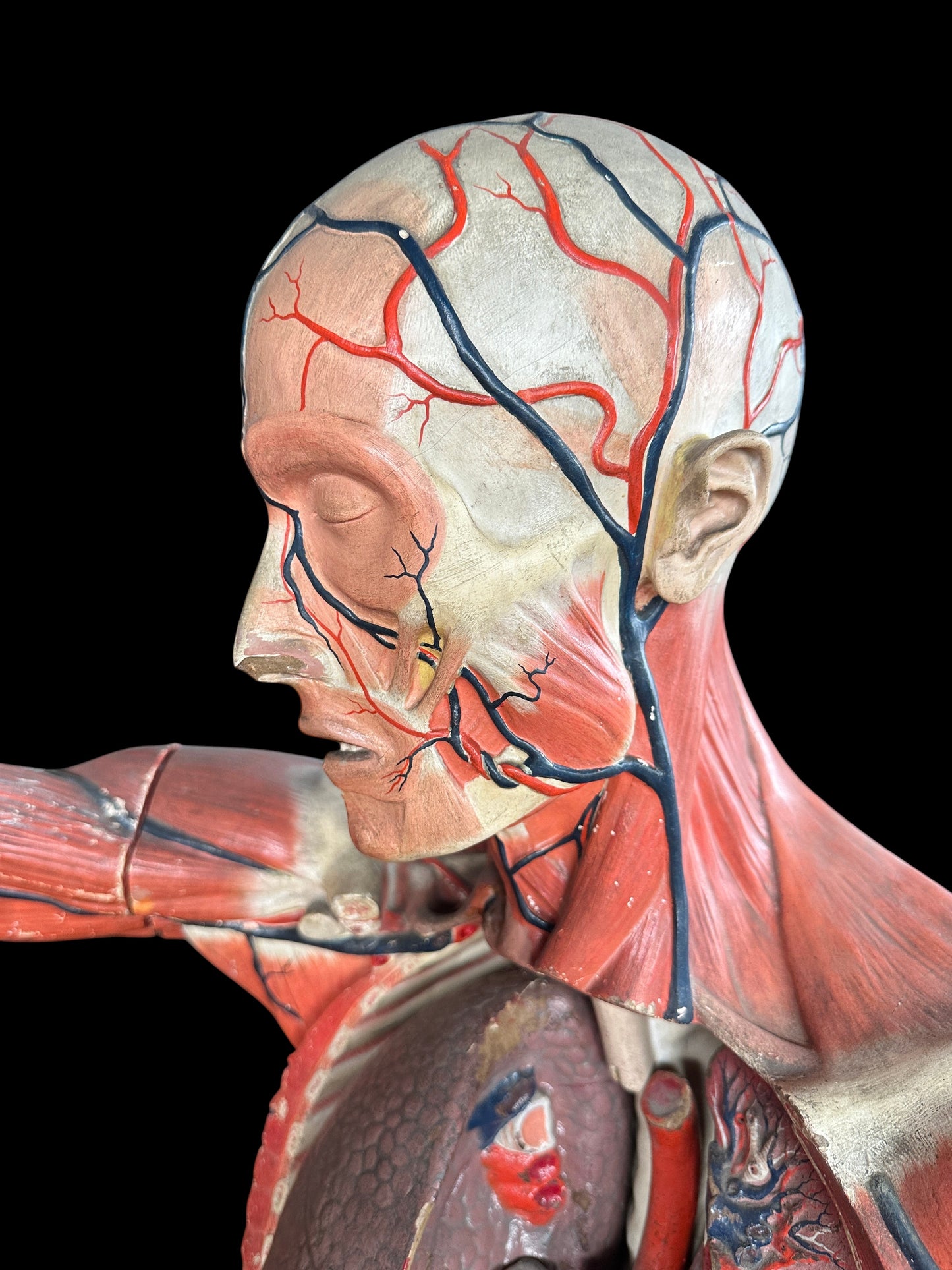Life Size Anatomical Medical Model