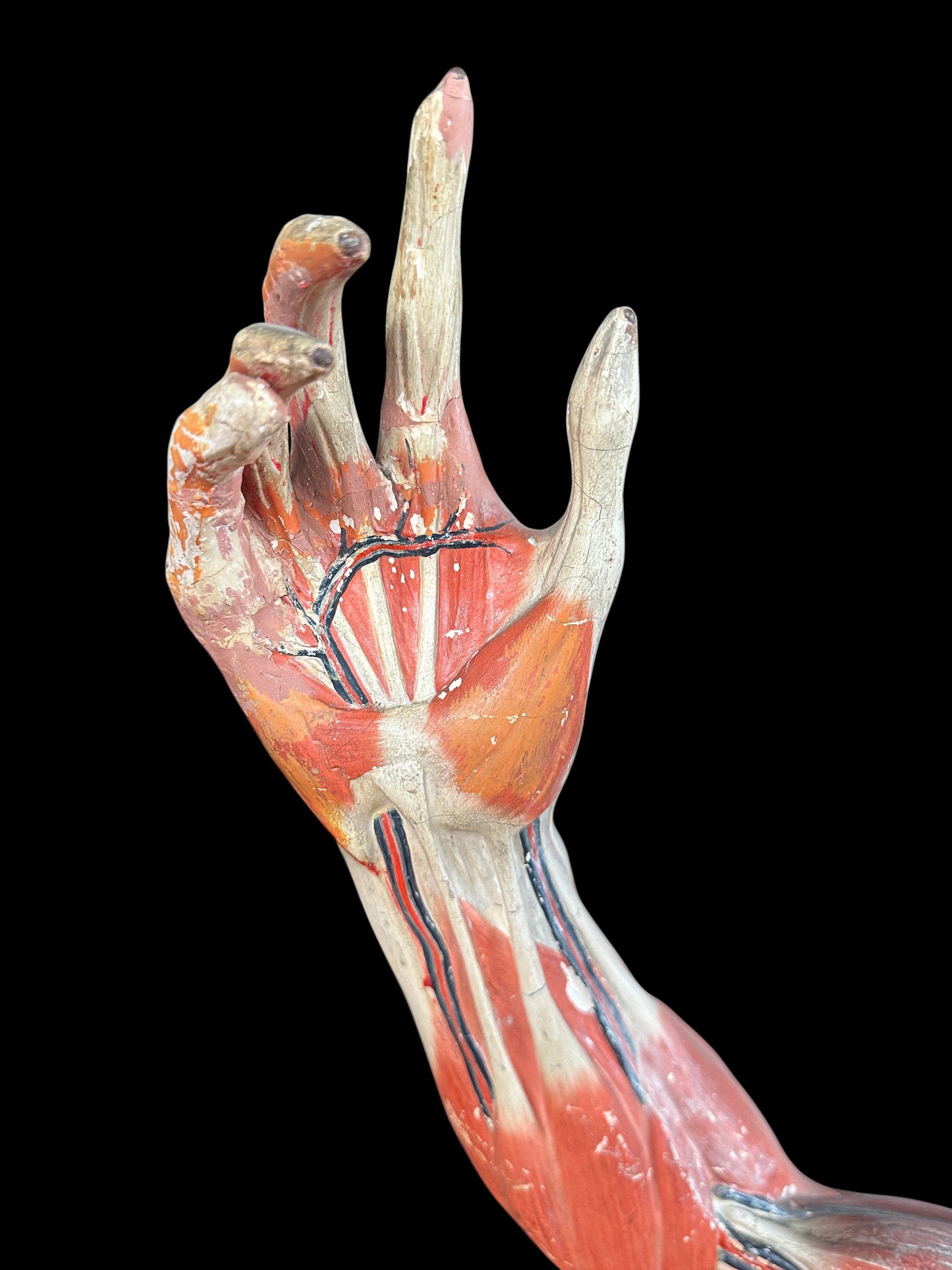 Life Size Anatomical Medical Model