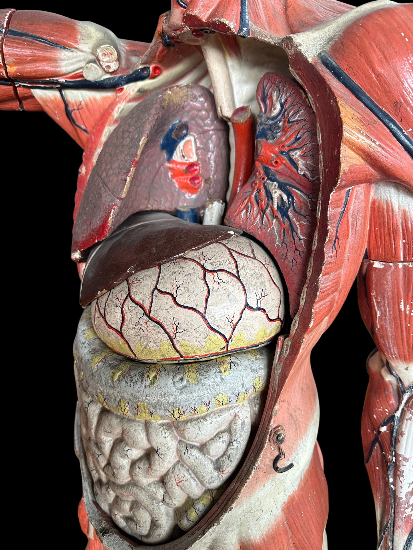 Life Size Anatomical Medical Model