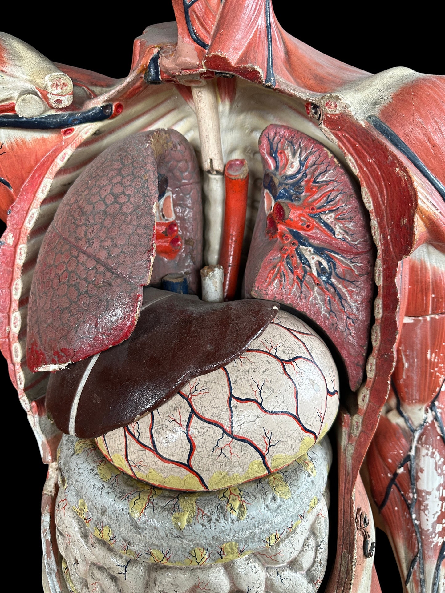 Life Size Anatomical Medical Model