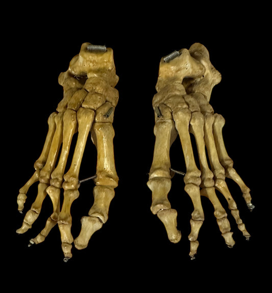 Articulated Pair of Real Human Feet
