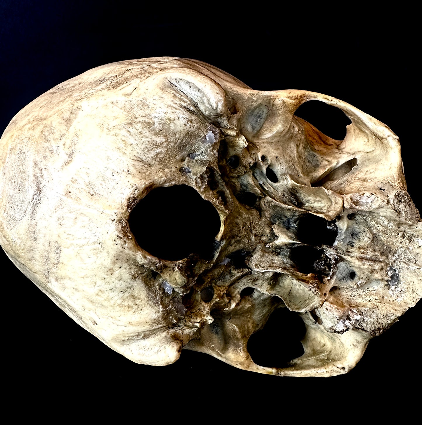 Uncut Skull : Slightly Elongated