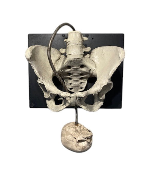 Childbirth Pelvis Skeleton and Fetal Skull Model Demonstrator