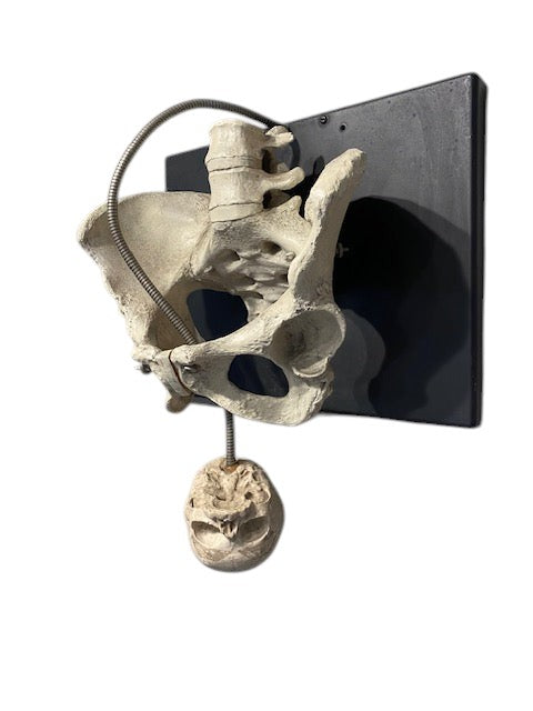 Childbirth Pelvis Skeleton and Fetal Skull Model Demonstrator