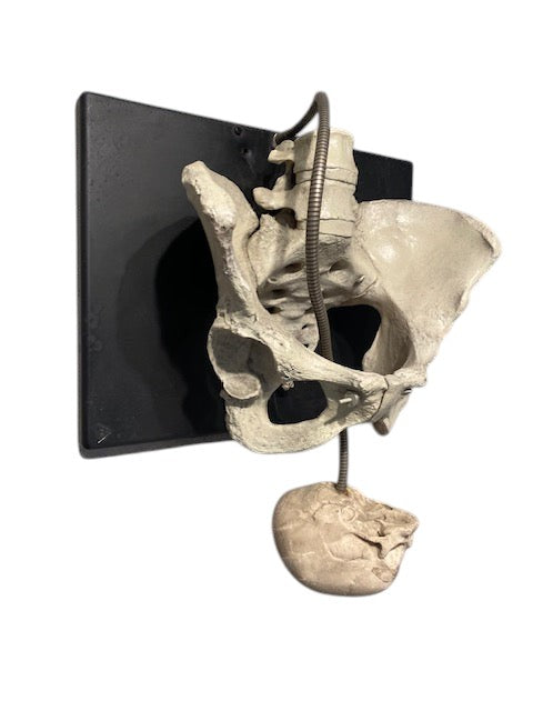 Childbirth Pelvis Skeleton and Fetal Skull Model Demonstrator