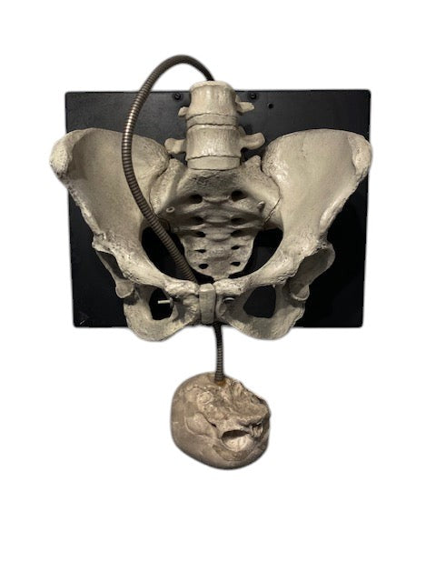 Childbirth Pelvis Skeleton and Fetal Skull Model Demonstrator