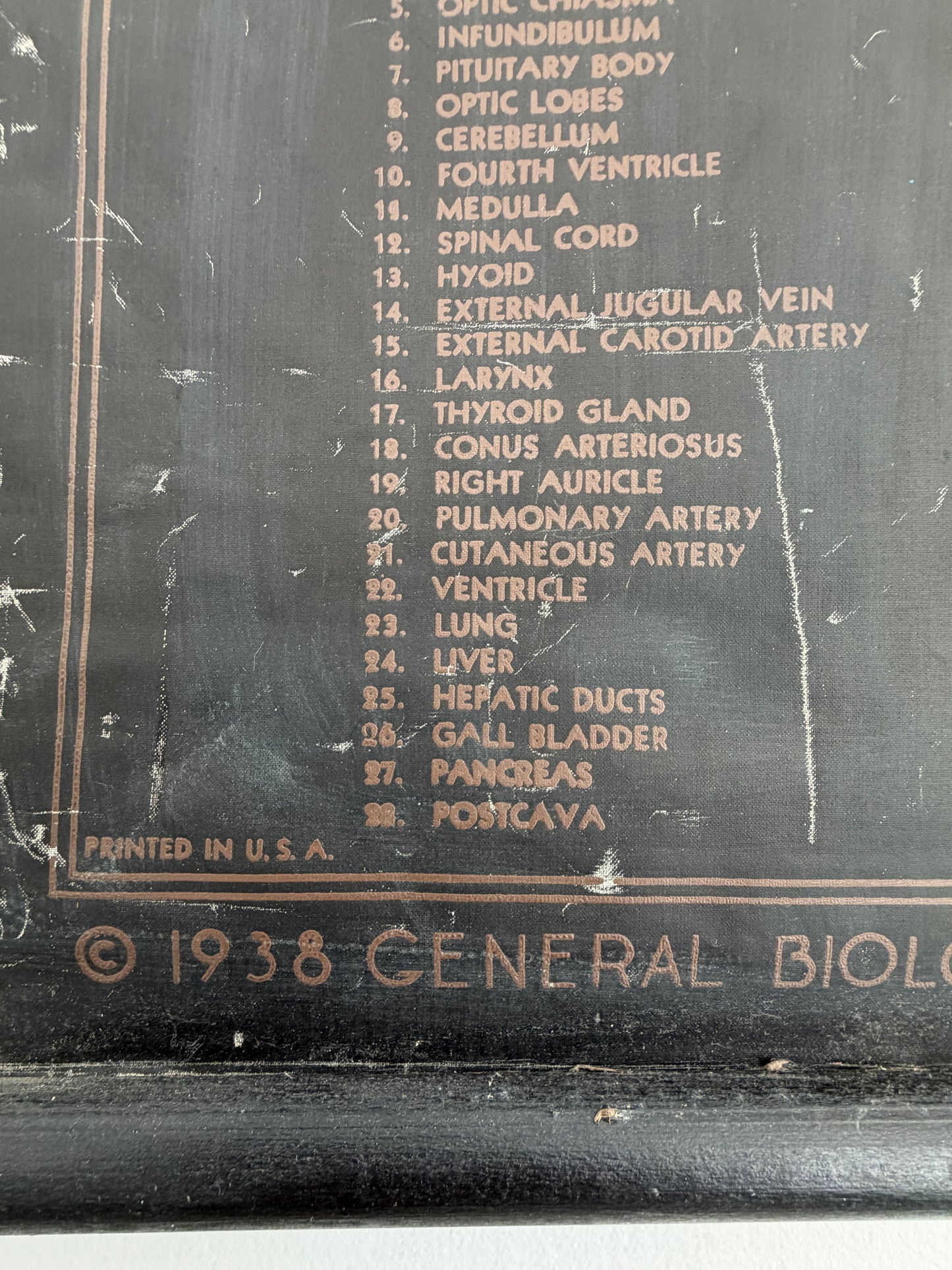 1938 Frog Anatomy + Dissection Chart