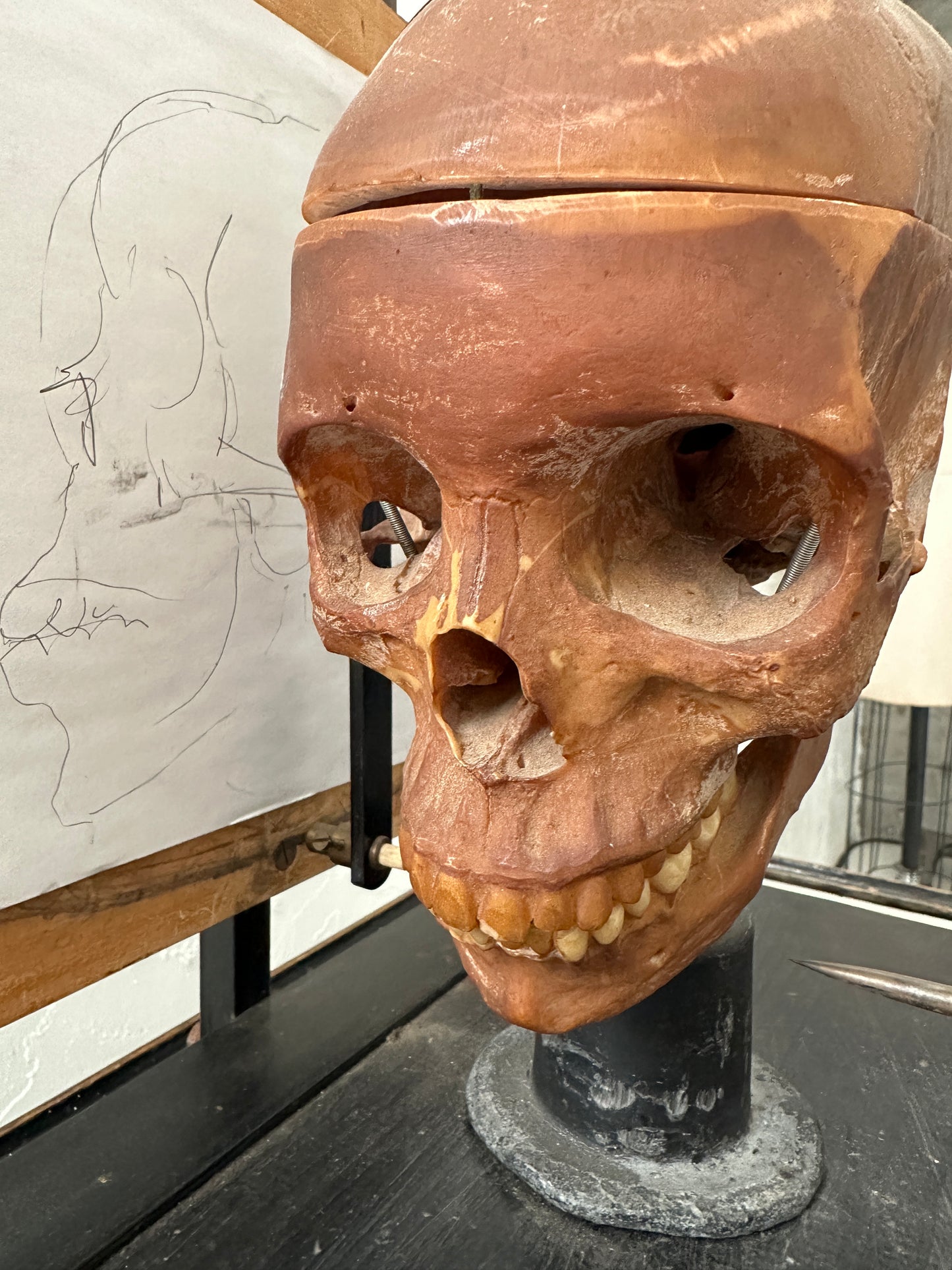 Craniometric: A 'Diptograph'  For Drawing Skulls