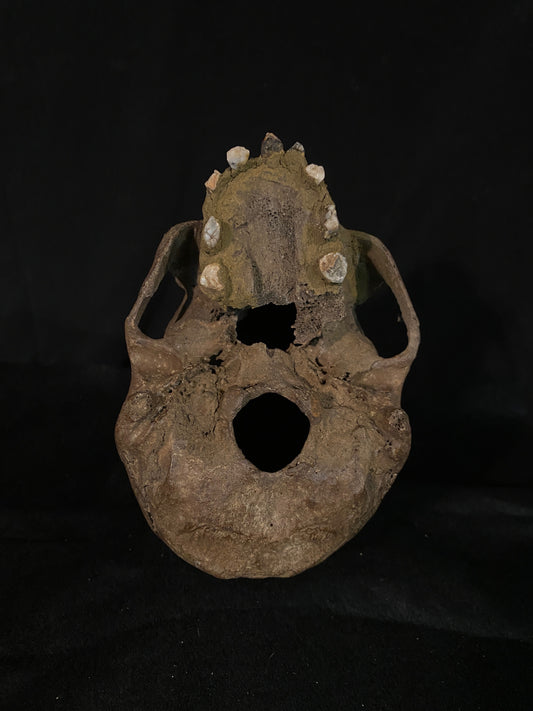H_A29 Human Carved Skull