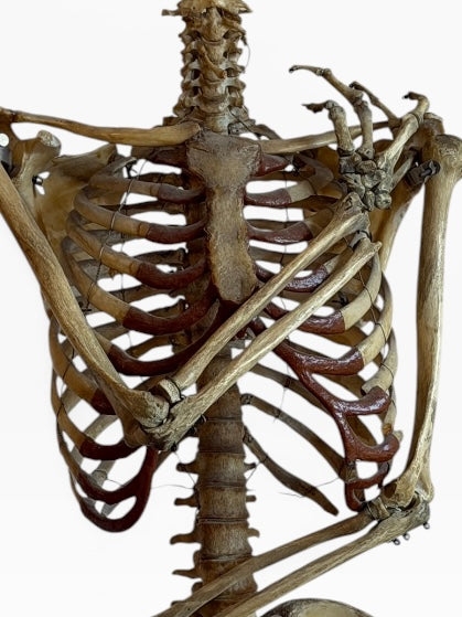 Articulated Upper Human Torso