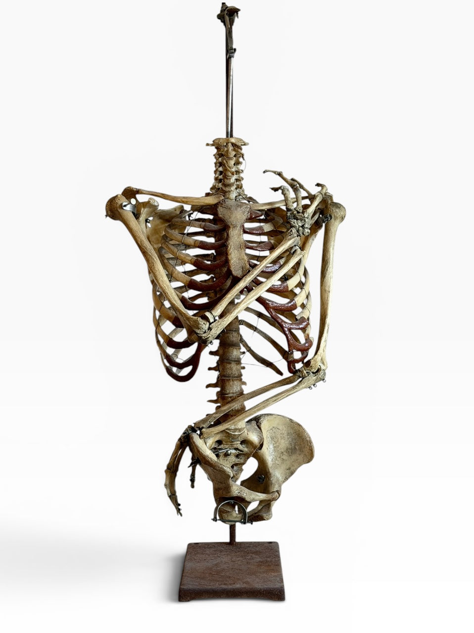 Articulated Upper Human Torso