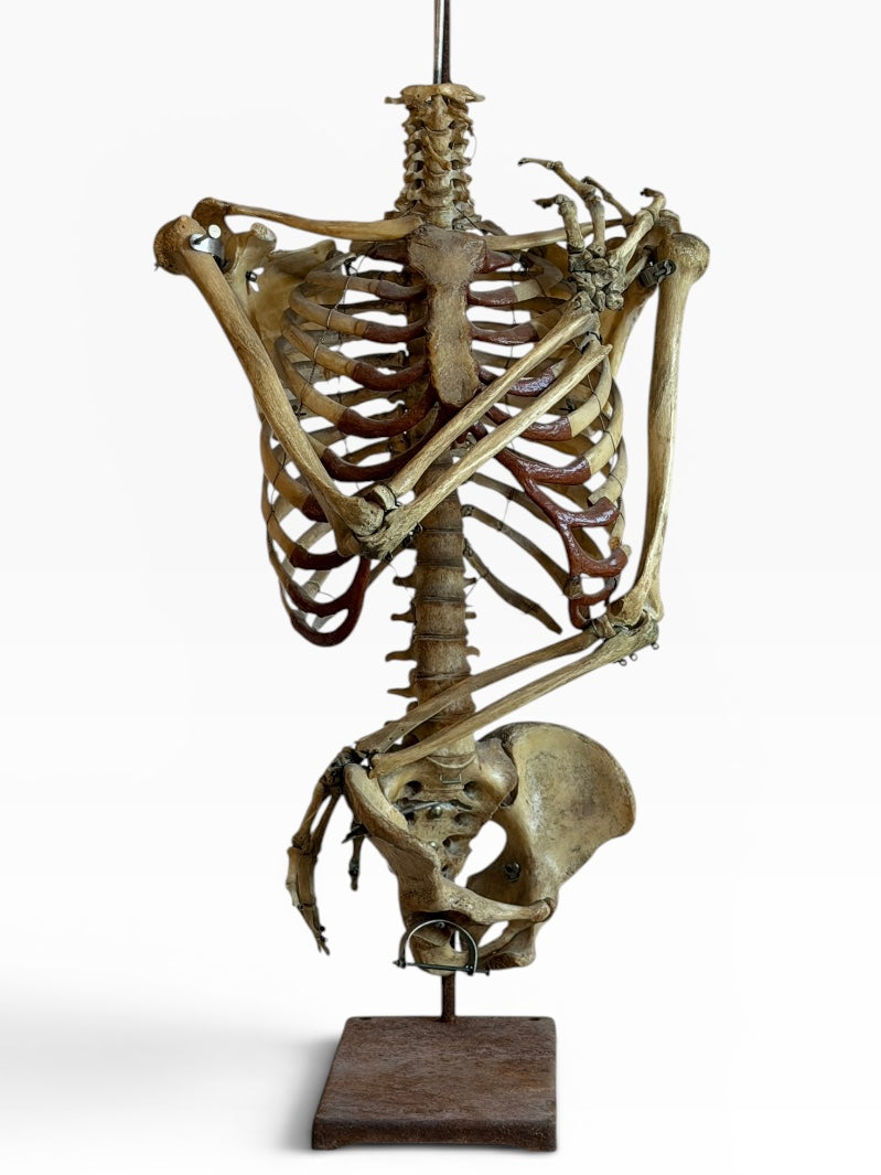 Articulated Upper Human Torso