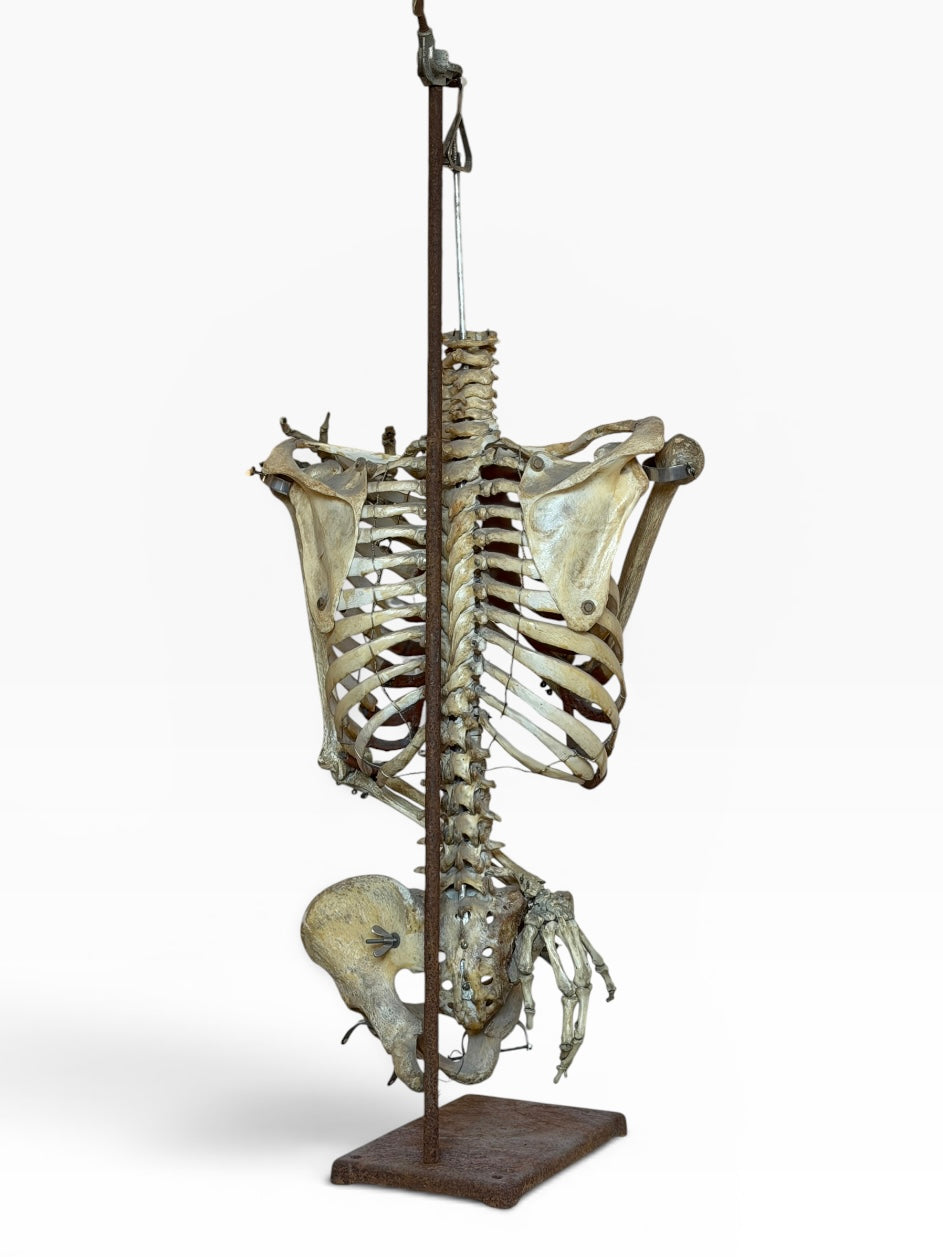 Articulated Upper Human Torso