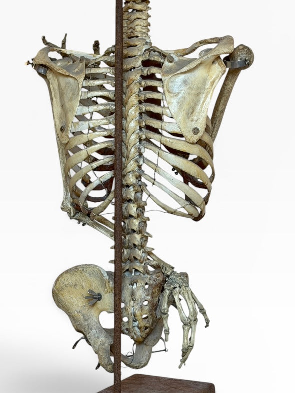 Articulated Upper Human Torso