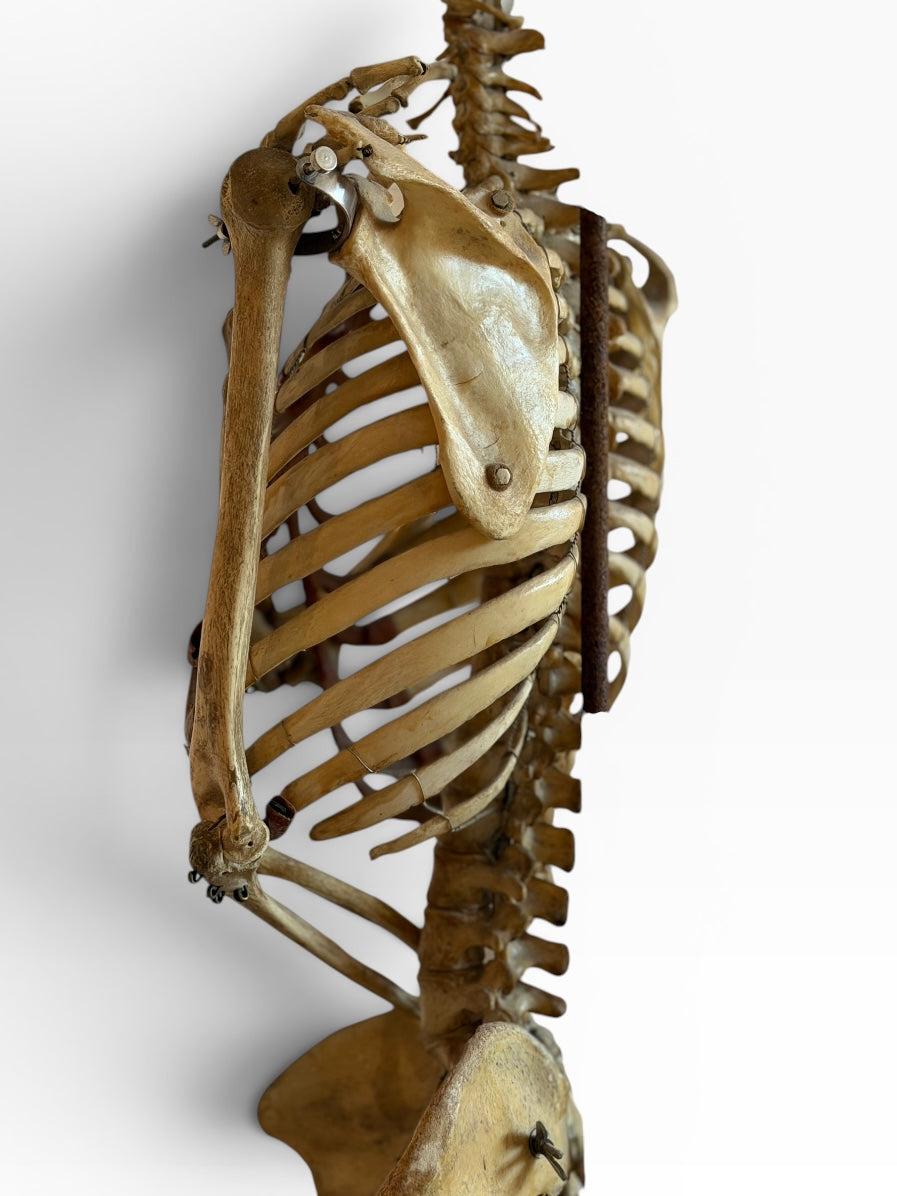 Articulated Upper Human Torso