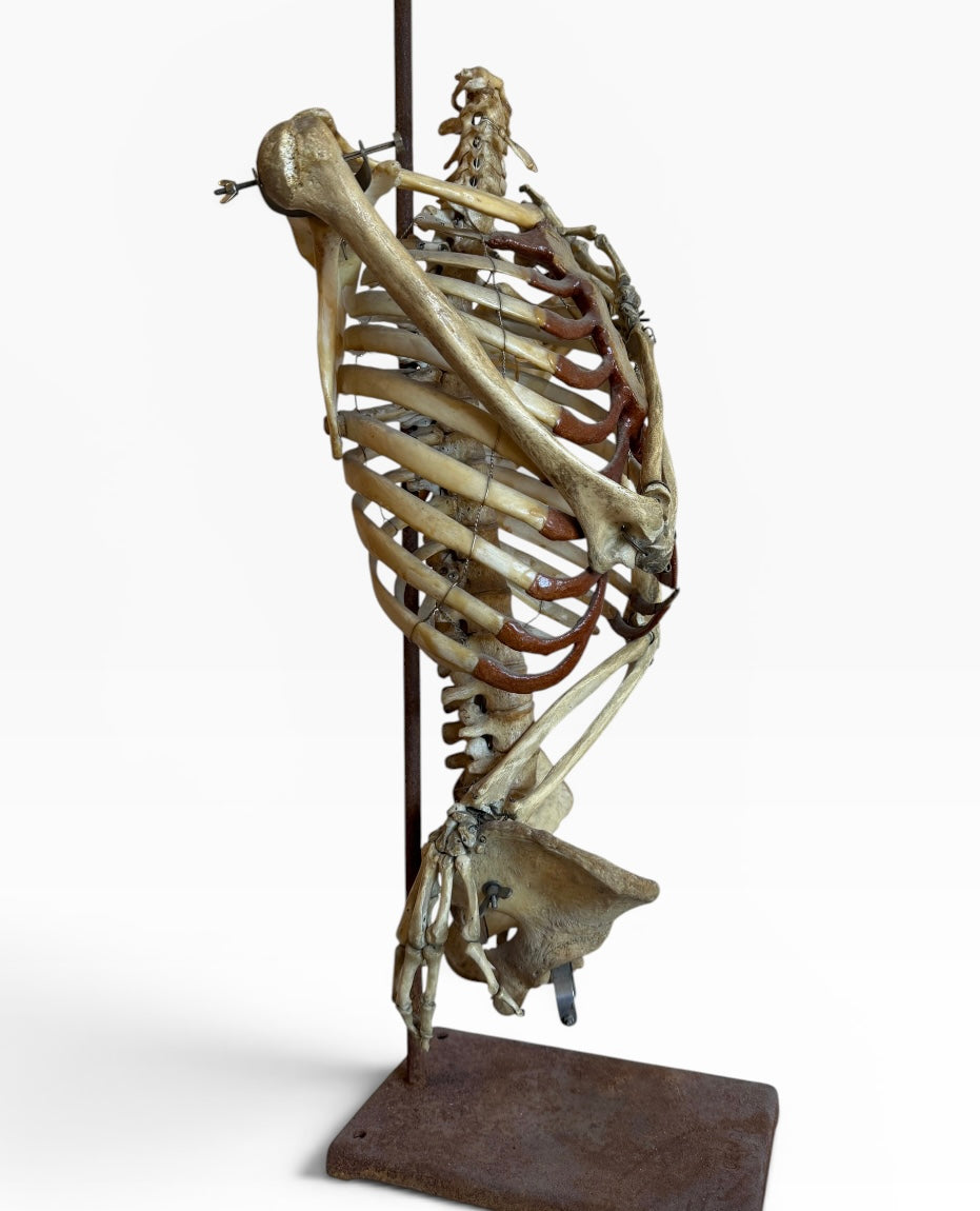 Articulated Upper Human Torso