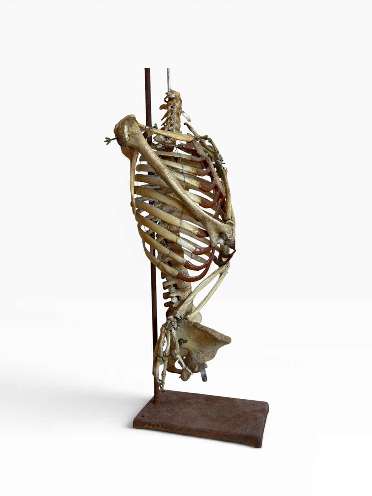 Articulated Upper Human Torso