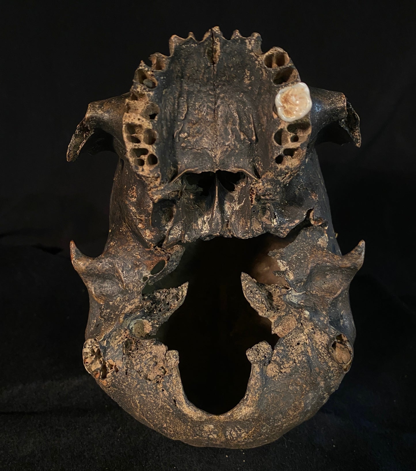 H_A12 Human Tribal Skull