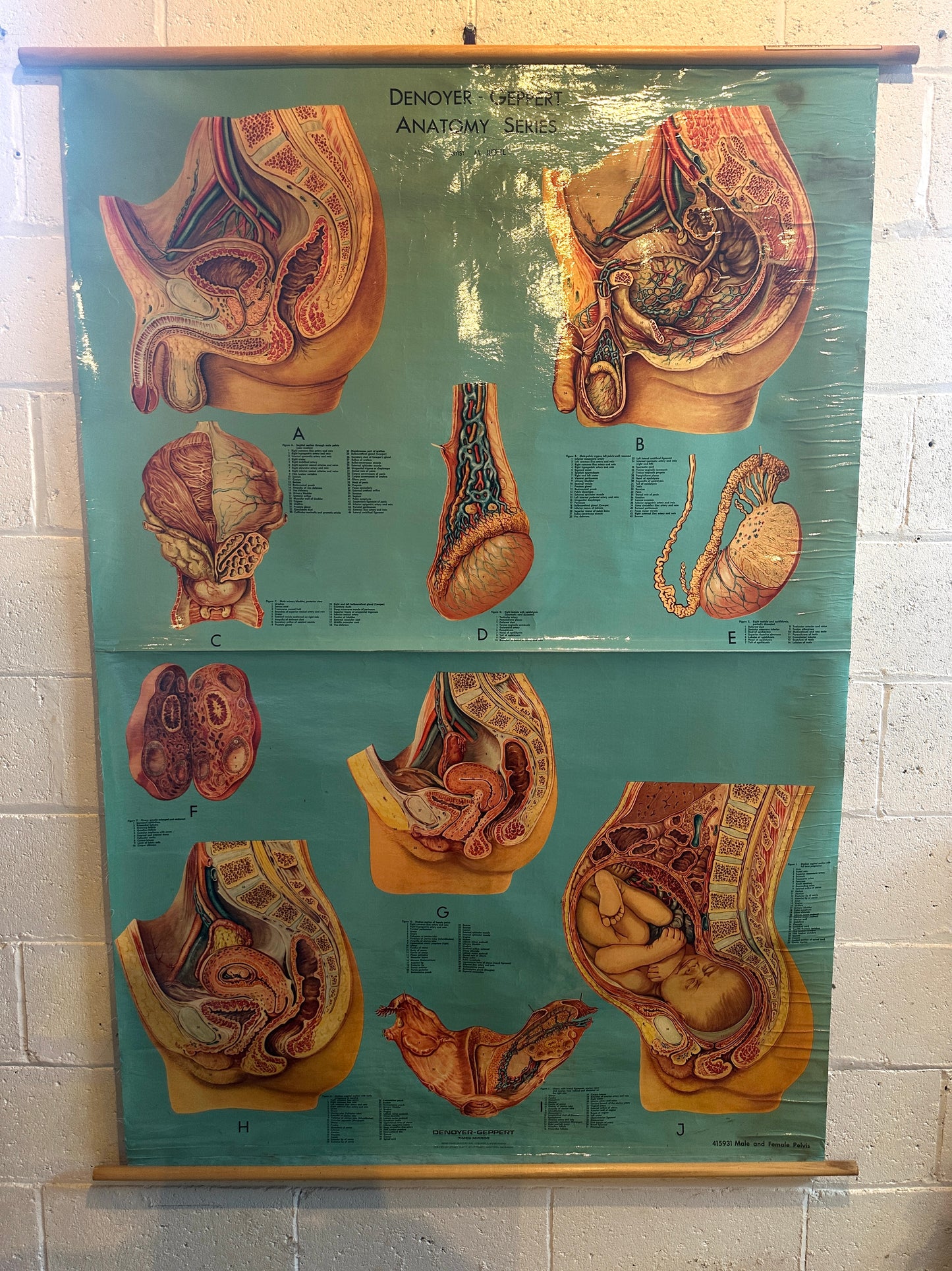 Vintage Anatomical Denoyer-Geppert Chart