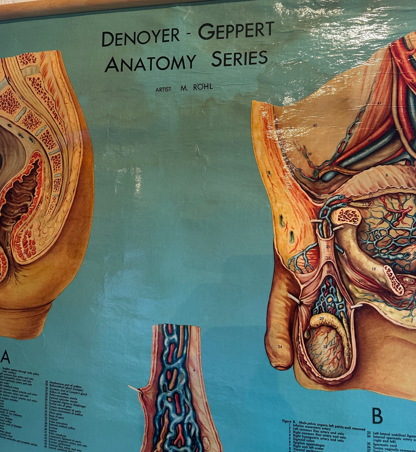 Vintage Anatomical Denoyer-Geppert Chart