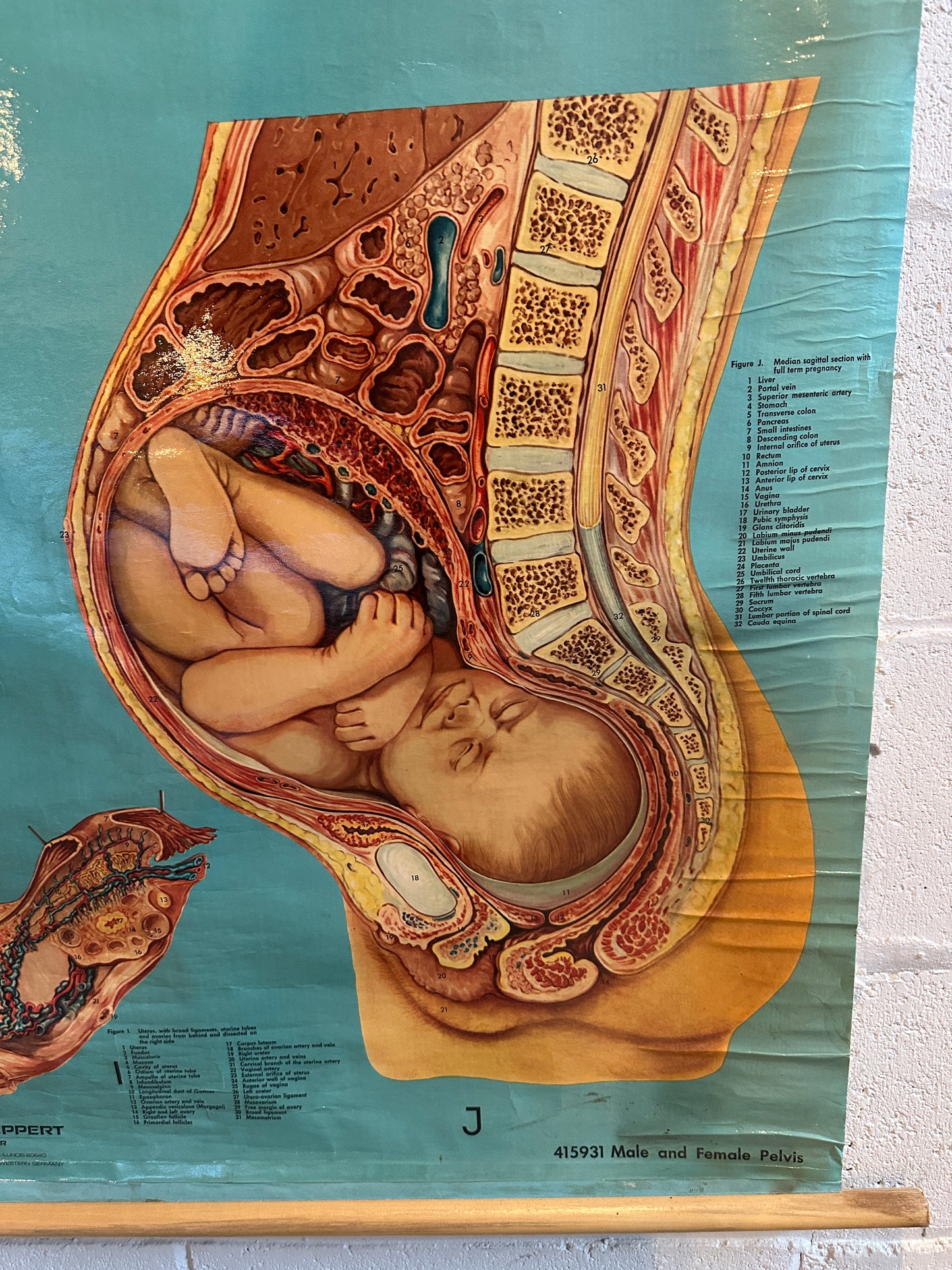 Vintage Anatomical Denoyer-Geppert Chart