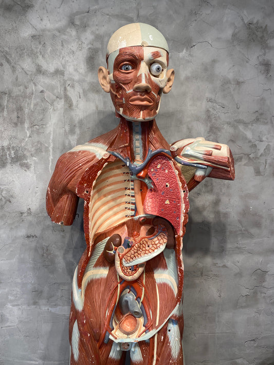 Life Size Anatomical Male Medical Model