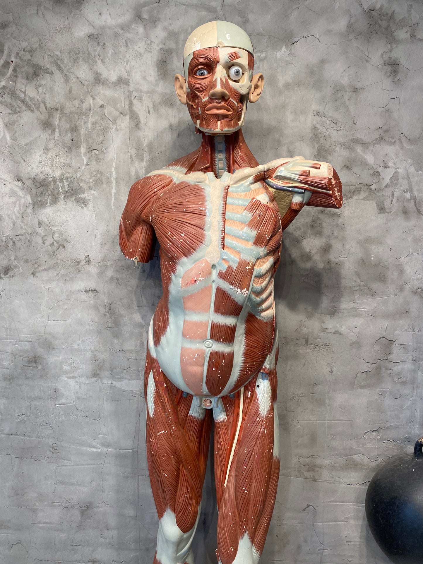 Life Size Anatomical Male Medical Model