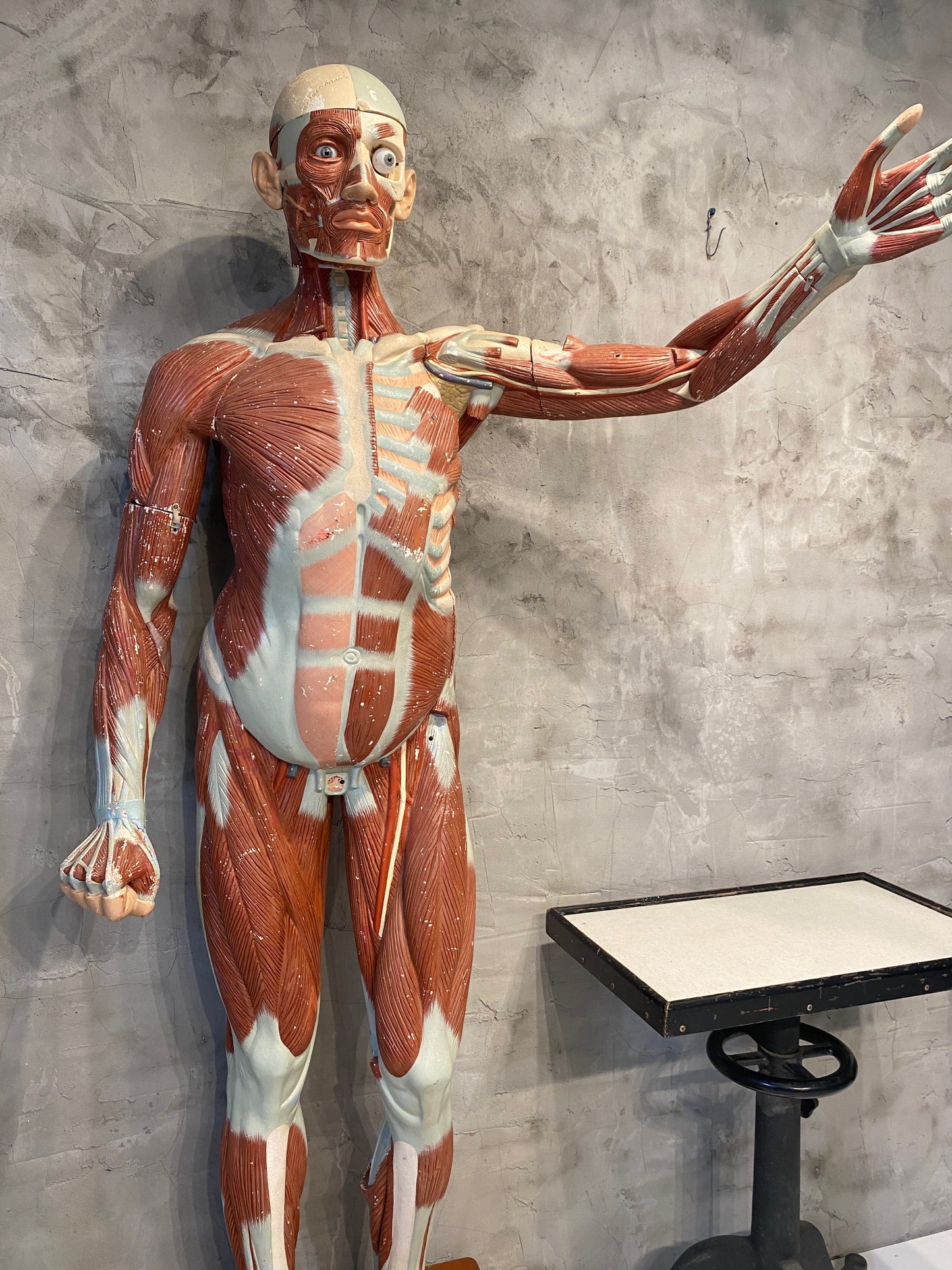 Life Size Anatomical Male Medical Model