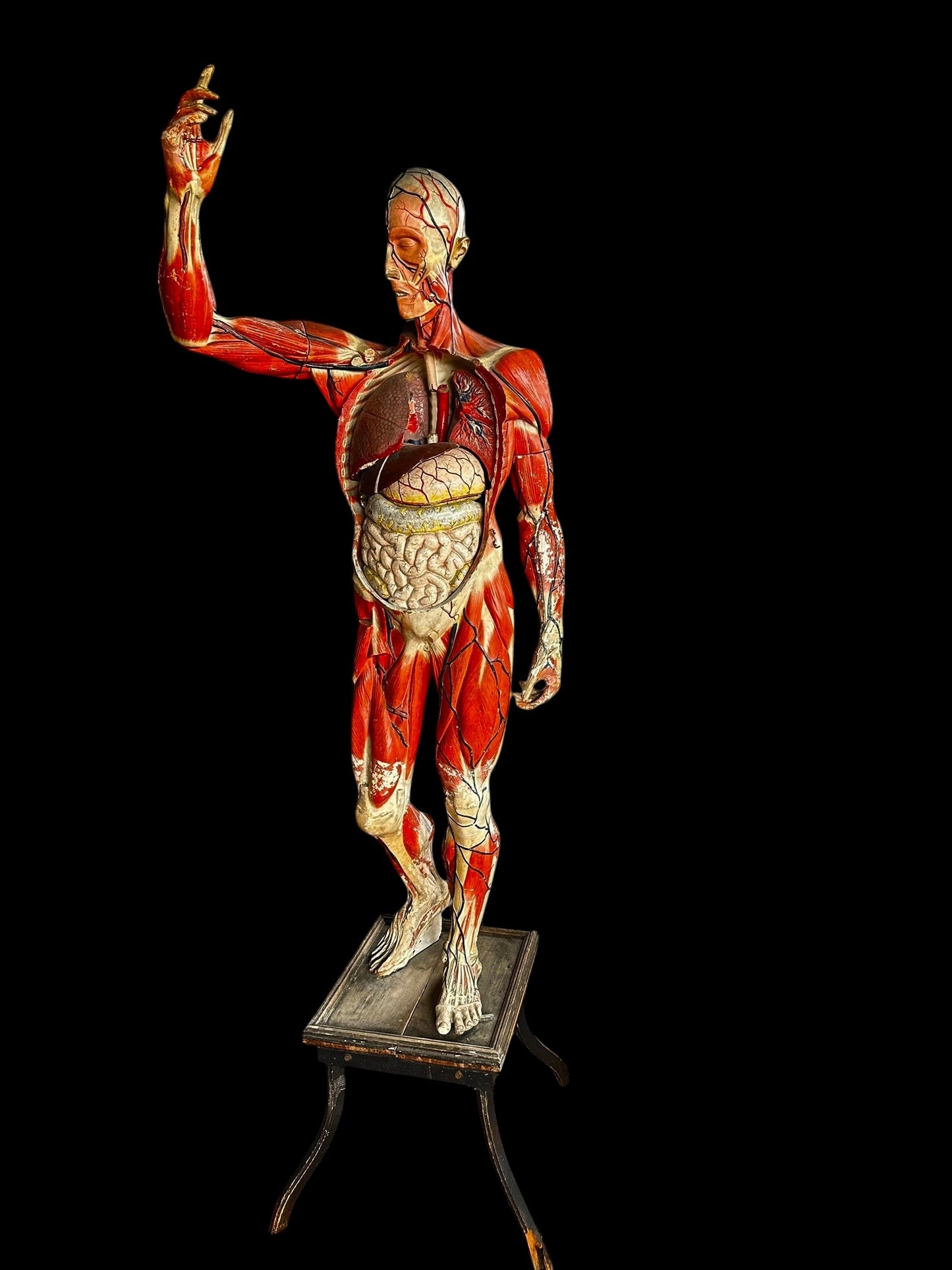 life size vintage anatomical model
