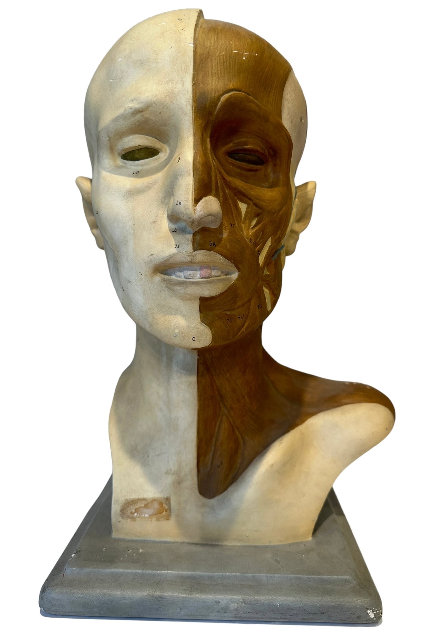 Italian  PARAVIA Vintage  Anatomical Head Circa 1930s