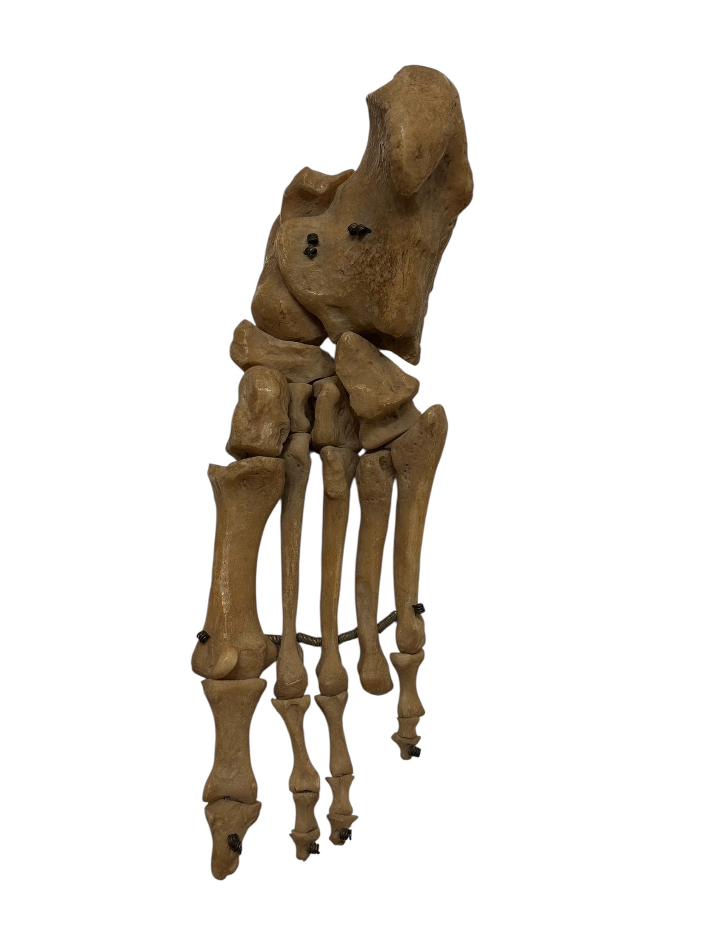 Human Left Foot B