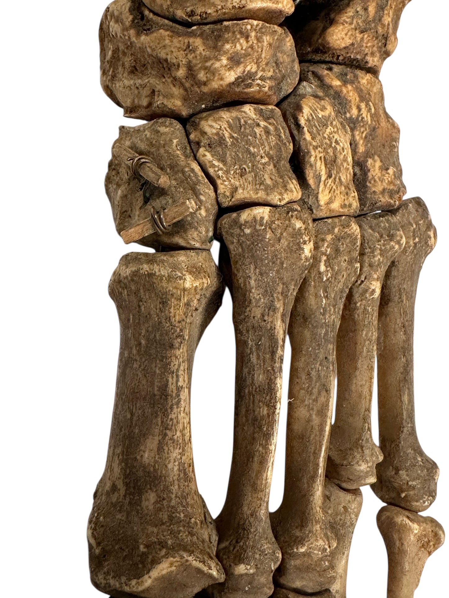 Human Left Foot A
