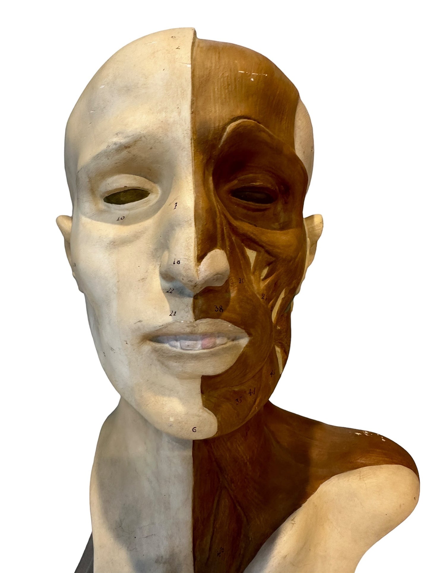 Italian  PARAVIA Vintage  Anatomical Head Circa 1930s
