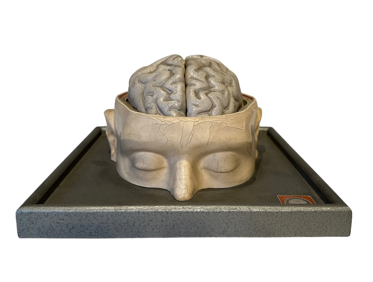Italian  PARAVIA Vintage  Anatomical Head Circa 1930s